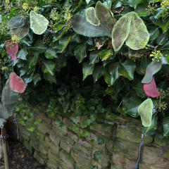 Photo de l'article PROMO Guirlande Chêne rouge