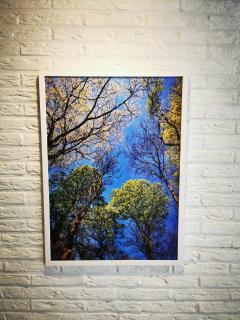 Poster photo forêt par Alexandra Daoust – nature apaisante sur papier premium 50x70cm / Fotoposter bos van Alexandra Daoust – rustgevende natuur op premium papier 50x70cm / Forest photo poster by Alexandra Daoust – soothing nature on premium 50x70cm paper