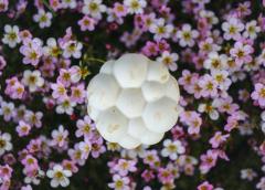 Savon naturel artisanal posé sur fleurs, idéal comme cadeau belge local et durable / Handgemaakte natuurlijke zeep op bloemen, ideaal lokaal Belgisch geschenk / Handmade natural soap on flowers, ideal sustainable Belgian gift
