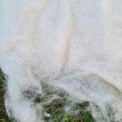 Nappe de laine Wensleydale naturelle – matière brute pour feutrage et artisanat / Natuurlijke Wensleydale wolvlies – ruwe vezel voor vilten en ambacht / Natural Wensleydale wool fleece – raw fiber for felting and crafts