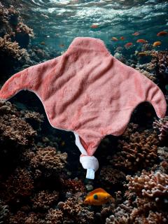 Photo de l'article Doudou raie manta