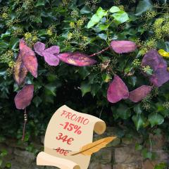 Picture of the product PROMO -15% Copper Mauve Leaves