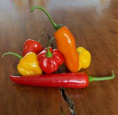 Assortiment de piments rouges jaunes et orange, ingrédients au cœur d’une cuisine artisanale relevée, saveurs fortes pour sauces piquantes et condiments gourmands Les Délices à Didi / Assortiment rode, gele en oranje chilipepers, ingrediënten voor ambachtelijke pittige keuken, krachtige smaken voor pikante sauzen en gastronomische condimenten van Les Délices à Didi / Selection of red, yellow and orange chilli peppers, ingredients for artisan spicy cooking, bold flavours for Les Délices à Didi hot sauces and gourmet condiments