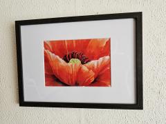 Photo de l'article Osez le rouge Coquelicot