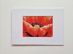 Picture of the product Dare red – framed poppy A4