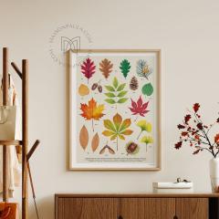 Photo de l'article Affiche Herbier