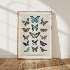 Foto van het artikel Entomologische Vlinderposter – Handgetekende natuurillustratie op 300g papier