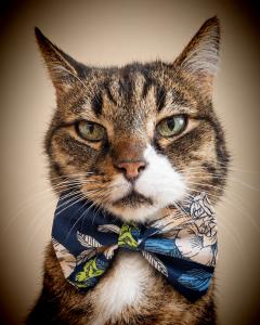 Picture of the product Navy Floral Bow
