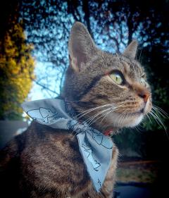 Foto van het artikel Ensemble chic pour petits chiens ou chats