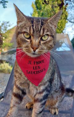 Foto van het artikel Bandana personnalisé