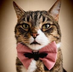 Foto van het artikel Nœud papillon pour chat stylé