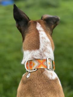 Collier tissé à la main avec passion – pour chiens qui aiment courir, explorer et briller / Handgeweven halsband – voor honden met karakter en avontuur in de poten / Handwoven collar – for dogs who love to run, explore and shine