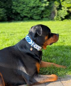 Collier artisanal pour chien en balade – pensé avec soin et confort – tissé à la main en Belgique / Halsband voor wandelingen – met zorg en comfort ontworpen – Belgisch vakwerk / Dog collar for walks – designed with care and comfort – handmade in Belgium