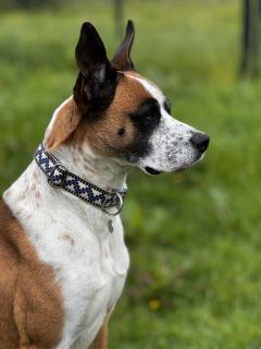 Collier pour chien Uzo – chic, pratique et fait main avec passion par un artisan d’ici / Uzo halsband – stijlvol en praktisch – met liefde gemaakt door een Belgische maker / Uzo dog collar – stylish, practical and made with passion by a local Belgian artisan