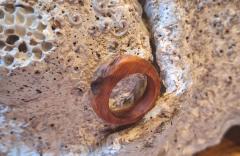Bague artisanale en bois naturel, faite main en Belgique par Oroq sur Wimzzi – bijou brut et authentique pour elle/lui/iel / Handgemaakte houten ring, ruw en elegant, lokaal gecreëerd door Oroq – genderneutraal juweel / Raw wood ring handmade in Belgium by Oroq – sustainable and inclusive accessory on Wimzzi